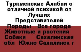 Туркменские Алабаи с отличной психикой от Лучших Представителей Породы - Все города Животные и растения » Собаки   . Сахалинская обл.,Южно-Сахалинск г.